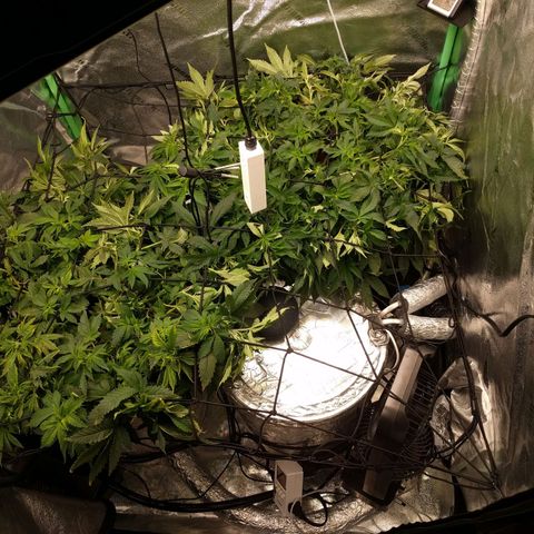 White Widow growlog photo: Trying to fill canopy