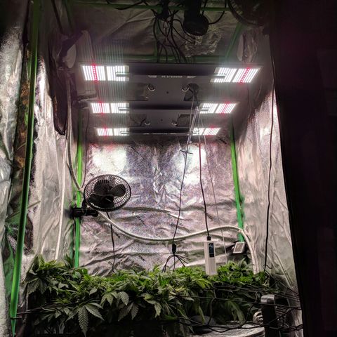 White Widow growlog photo: New light