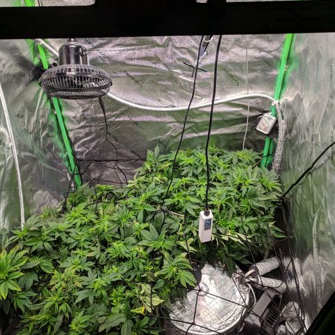White Widow growlog photo: New light