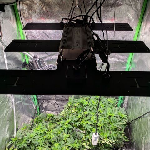 White Widow growlog photo: New light