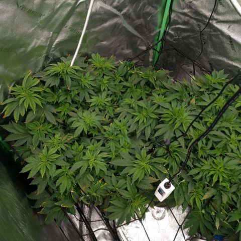 White Widow growlog photo: Looking really healthy