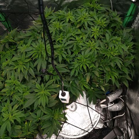 White Widow growlog photo: Looking really healthy