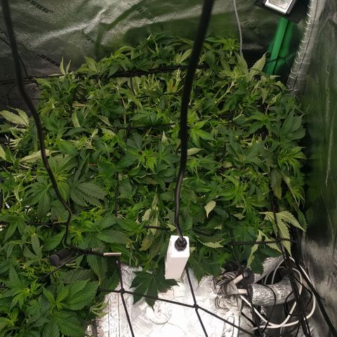 White Widow growlog photo: Looking good