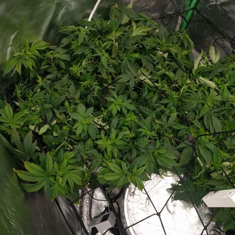 White Widow growlog photo: Looking good