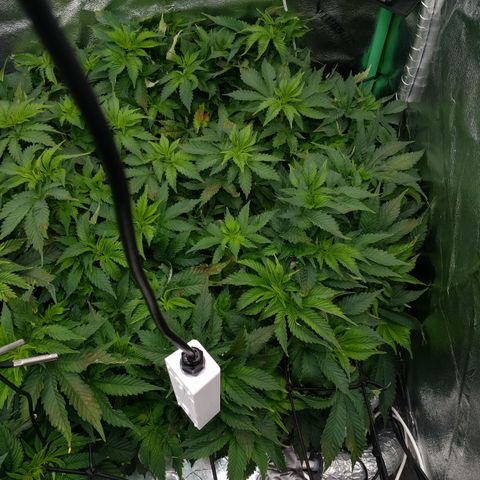 White Widow growlog timeline photo