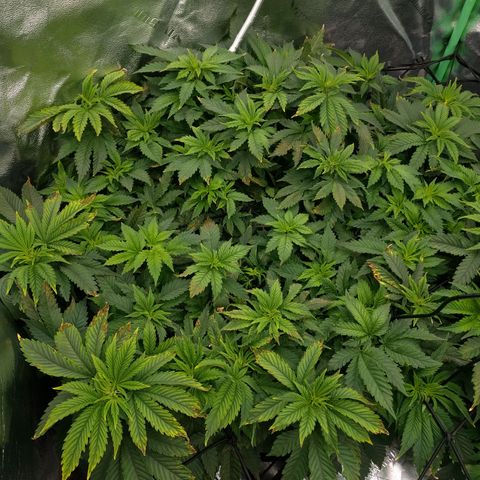 White Widow growlog timeline photo