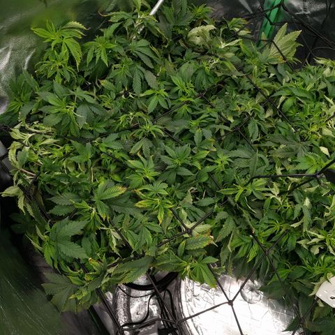 White Widow growlog photo: Bouncing back