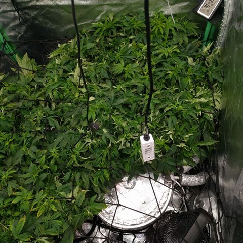 White Widow growlog photo: Bouncing back