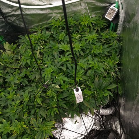 White Widow growlog photo: Thank God bouncing back