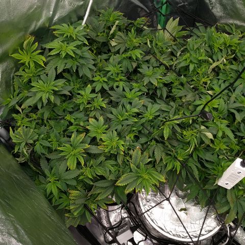 White Widow growlog photo: Thank God bouncing back
