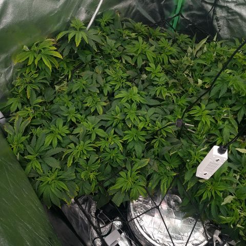 White Widow growlog timeline photo
