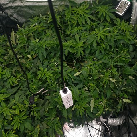 White Widow growlog timeline photo