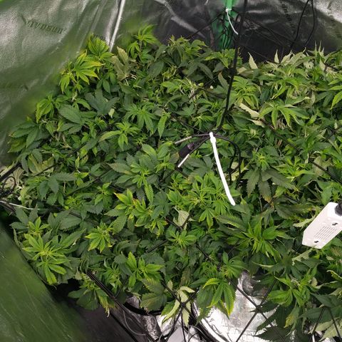 White Widow growlog timeline photo