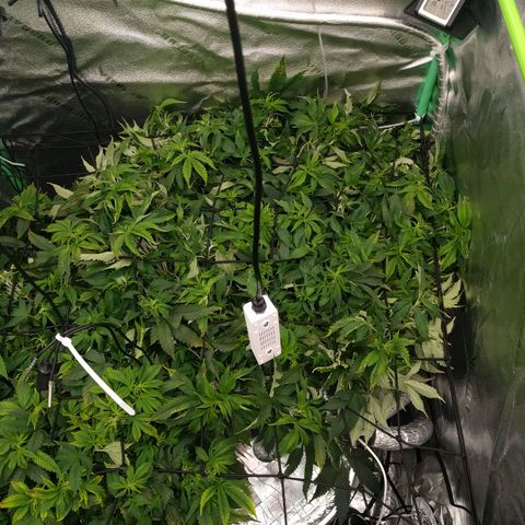 White Widow growlog timeline photo