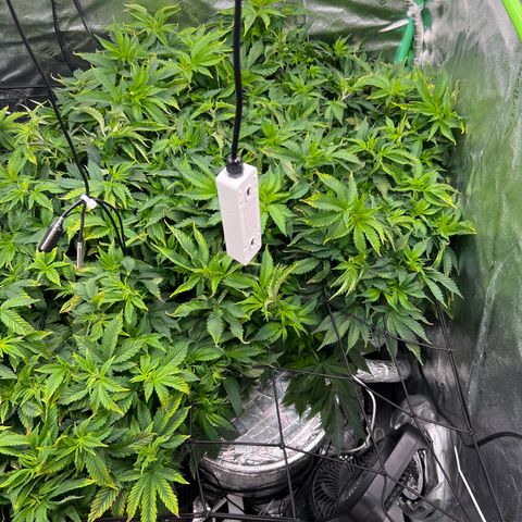 White Widow growlog timeline photo