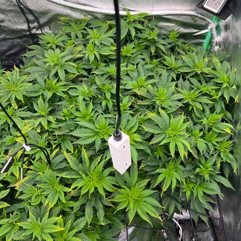 White Widow growlog timeline photo