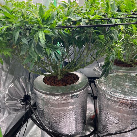 White Widow growlog timeline photo