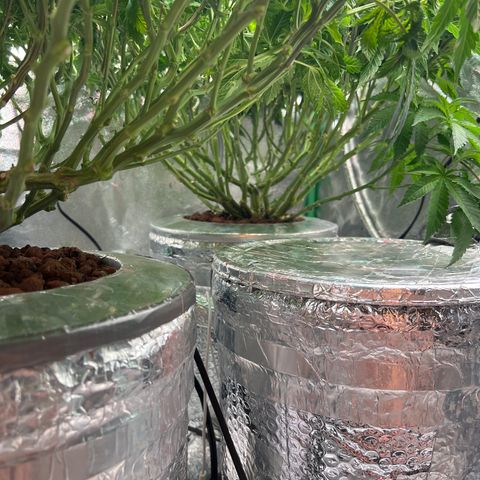 White Widow growlog timeline photo