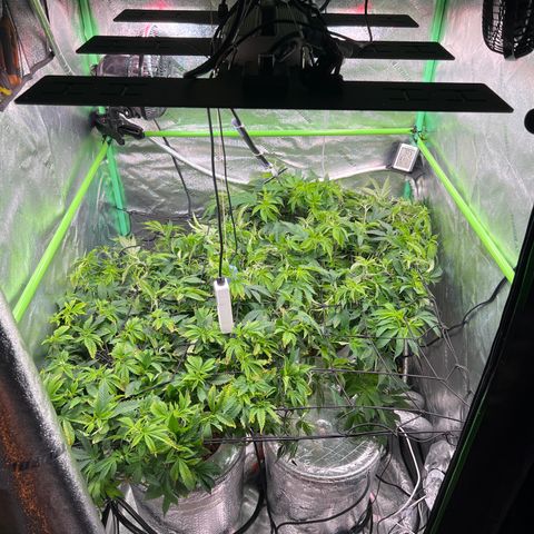 White Widow growlog timeline photo