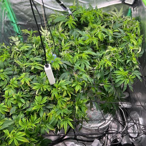 White Widow growlog timeline photo