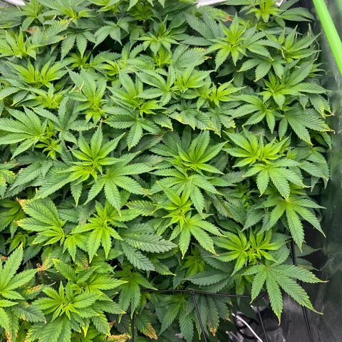 White Widow growlog timeline photo
