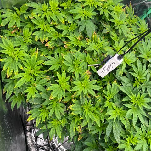 White Widow growlog timeline photo