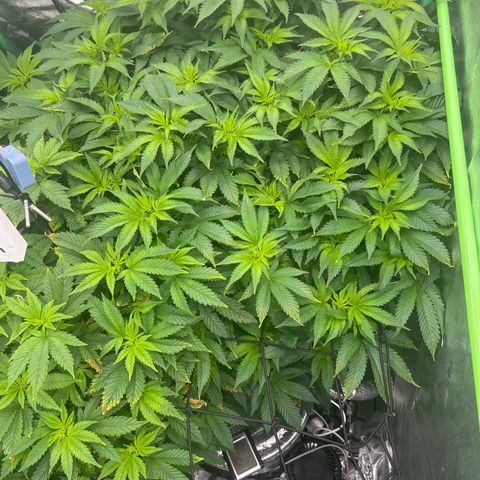 White Widow growlog timeline photo
