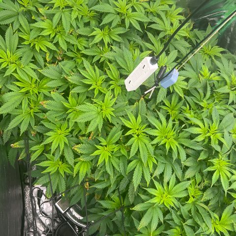 White Widow growlog timeline photo