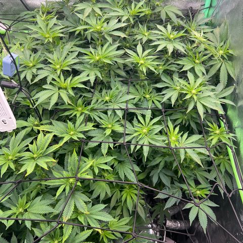 White Widow growlog timeline photo