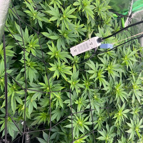 White Widow growlog timeline photo