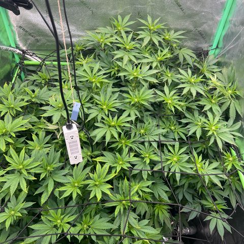 White Widow growlog timeline photo