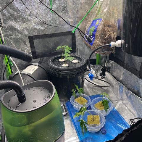 White Widow growlog photo: Took some clones