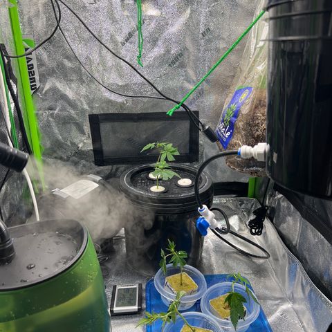 White Widow growlog photo: Took some clones