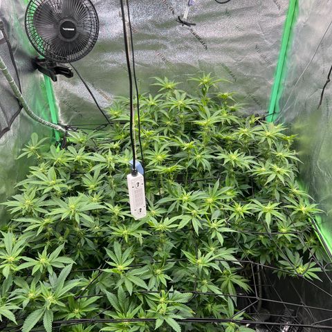 White Widow growlog timeline photo