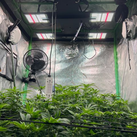 White Widow growlog timeline photo