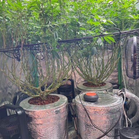 White Widow growlog timeline photo