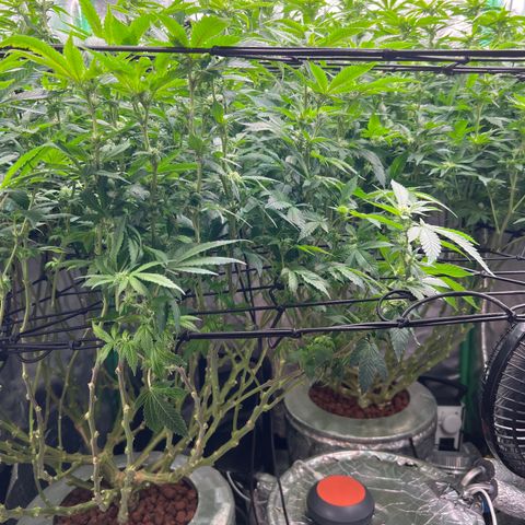 White Widow growlog timeline photo