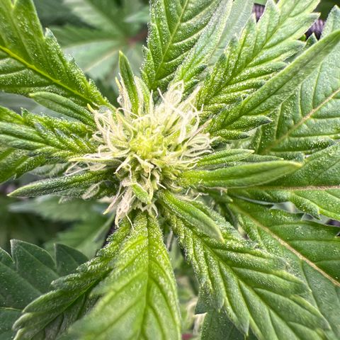 White Widow growlog timeline photo