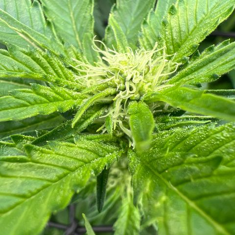 White Widow growlog timeline photo