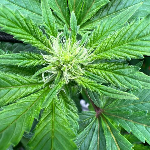 White Widow growlog timeline photo