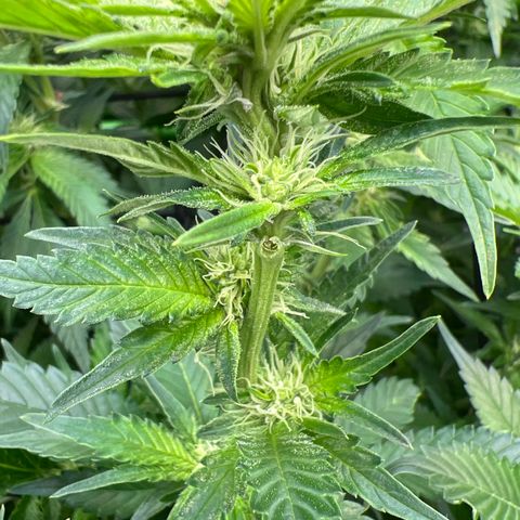 White Widow growlog timeline photo