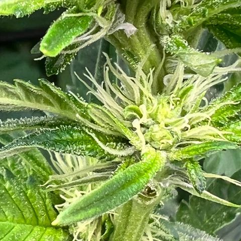 White Widow growlog timeline photo