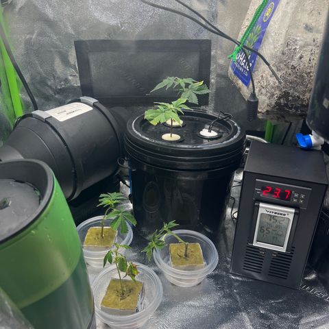 White Widow growlog photo: Just hooked up a water chiller to my cloner. Nice little upgrade