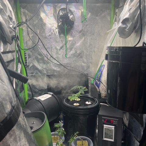 White Widow growlog photo: Just hooked up a water chiller to my cloner. Nice little upgrade