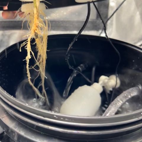 White Widow growlog photo: Upgraded my fogponic cloner . Added a water chiller and air pump with air stone