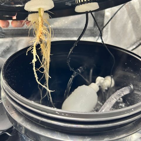 White Widow growlog timeline photo