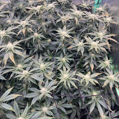 White Widow growlog photo: Loving it