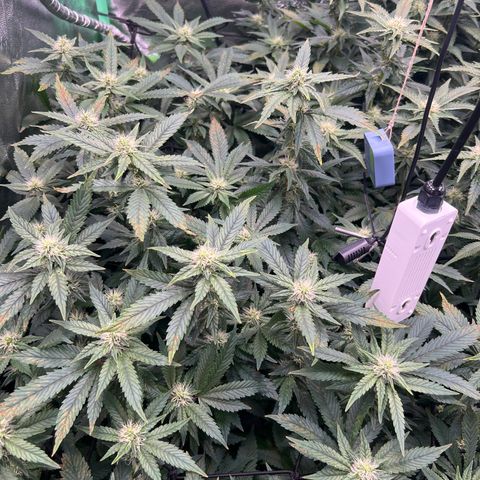 White Widow growlog photo: Loving it