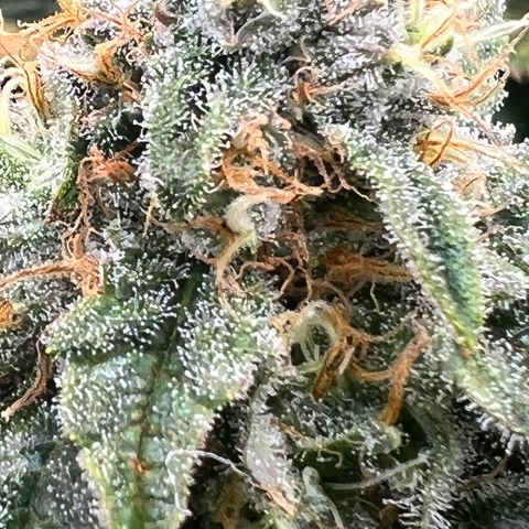 White Widow growlog timeline photo