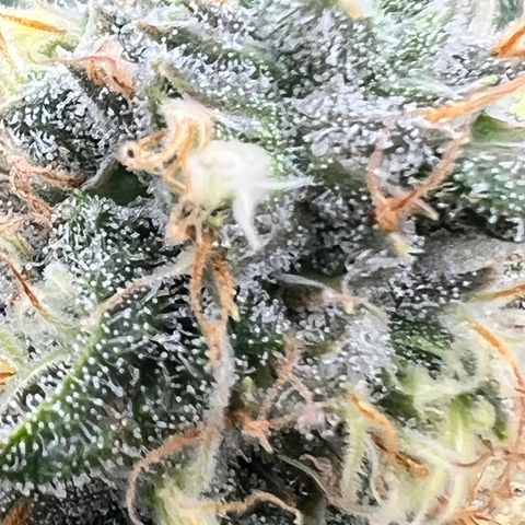 White Widow growlog timeline photo